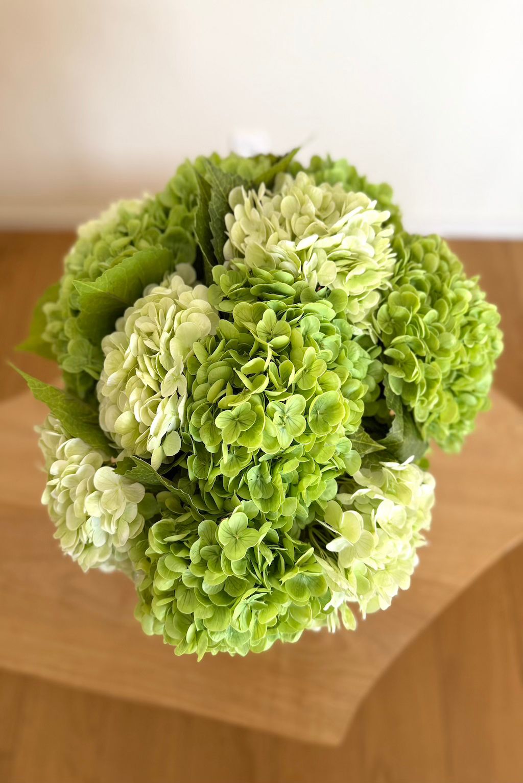 Hortensias Verts