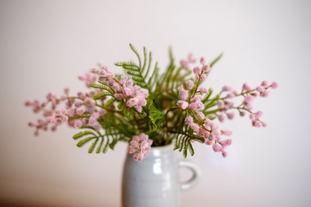 Mimosa poudré