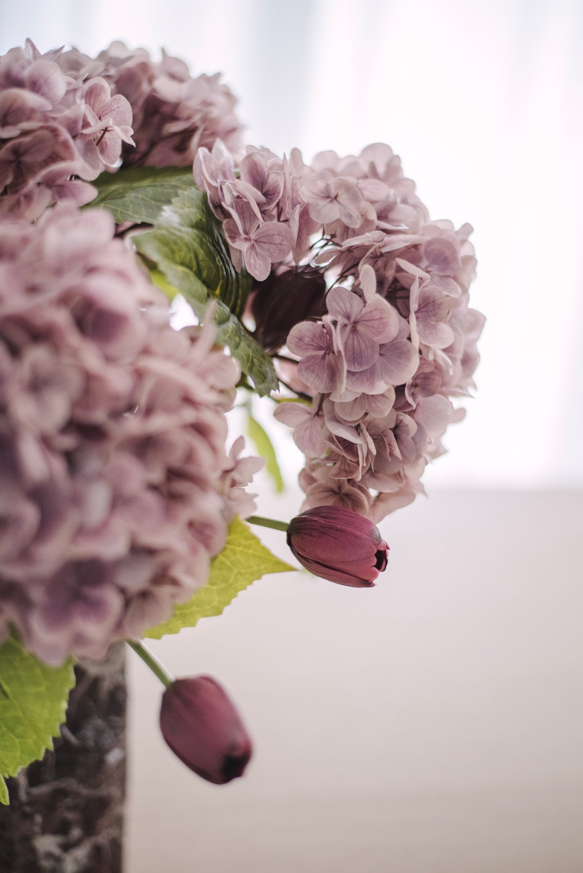 Hortensia poudré