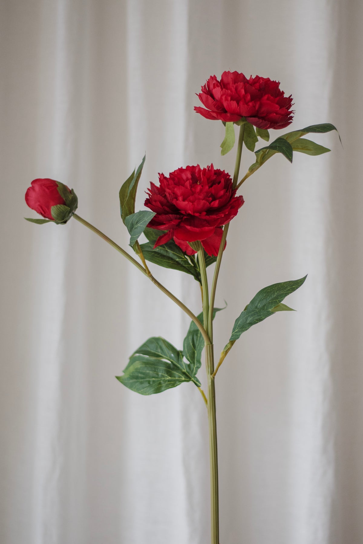Pivoine rouge