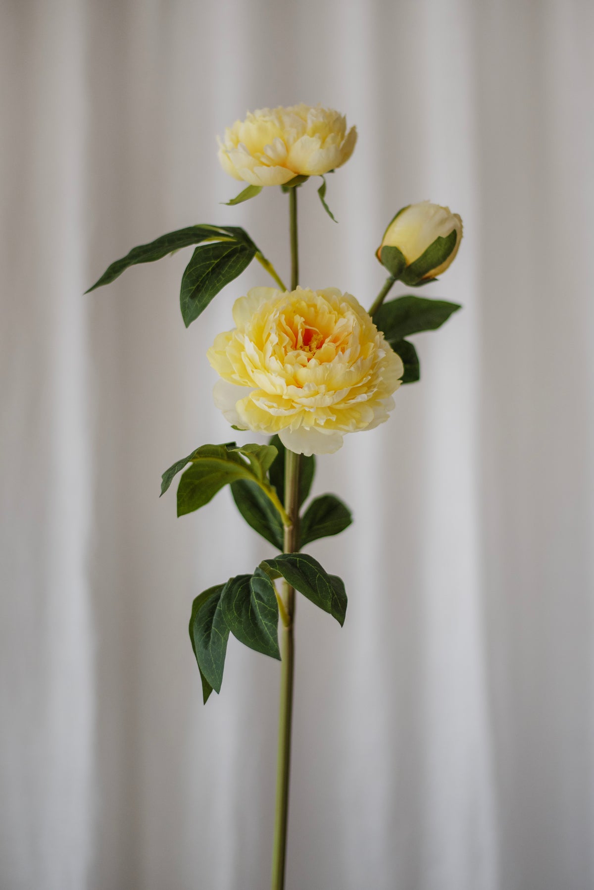 Pivoine jaune
