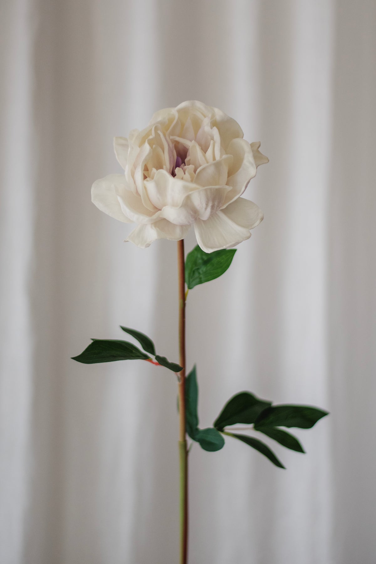 Grande pivoine violet clair