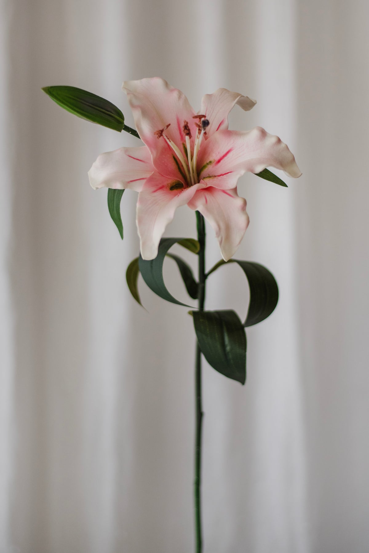 Grand lys rose pâle