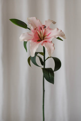 Grand lys rose pâle