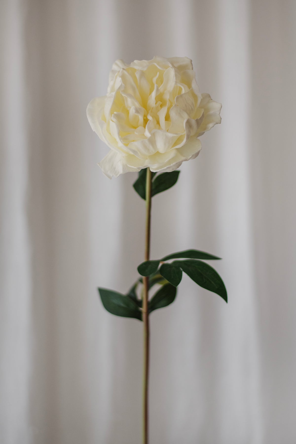 Grande pivoine blanche