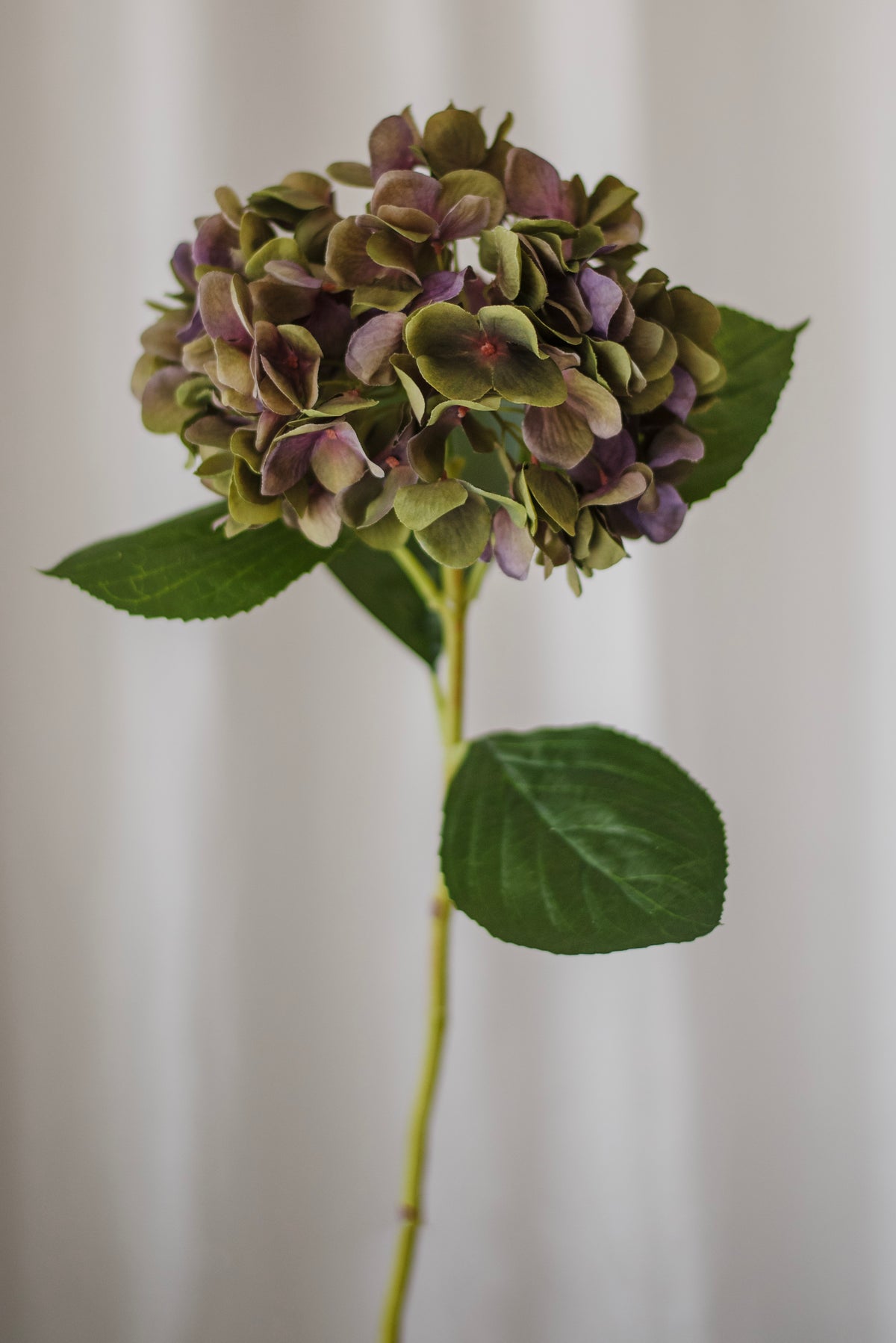 Grand hortensia violet pâle