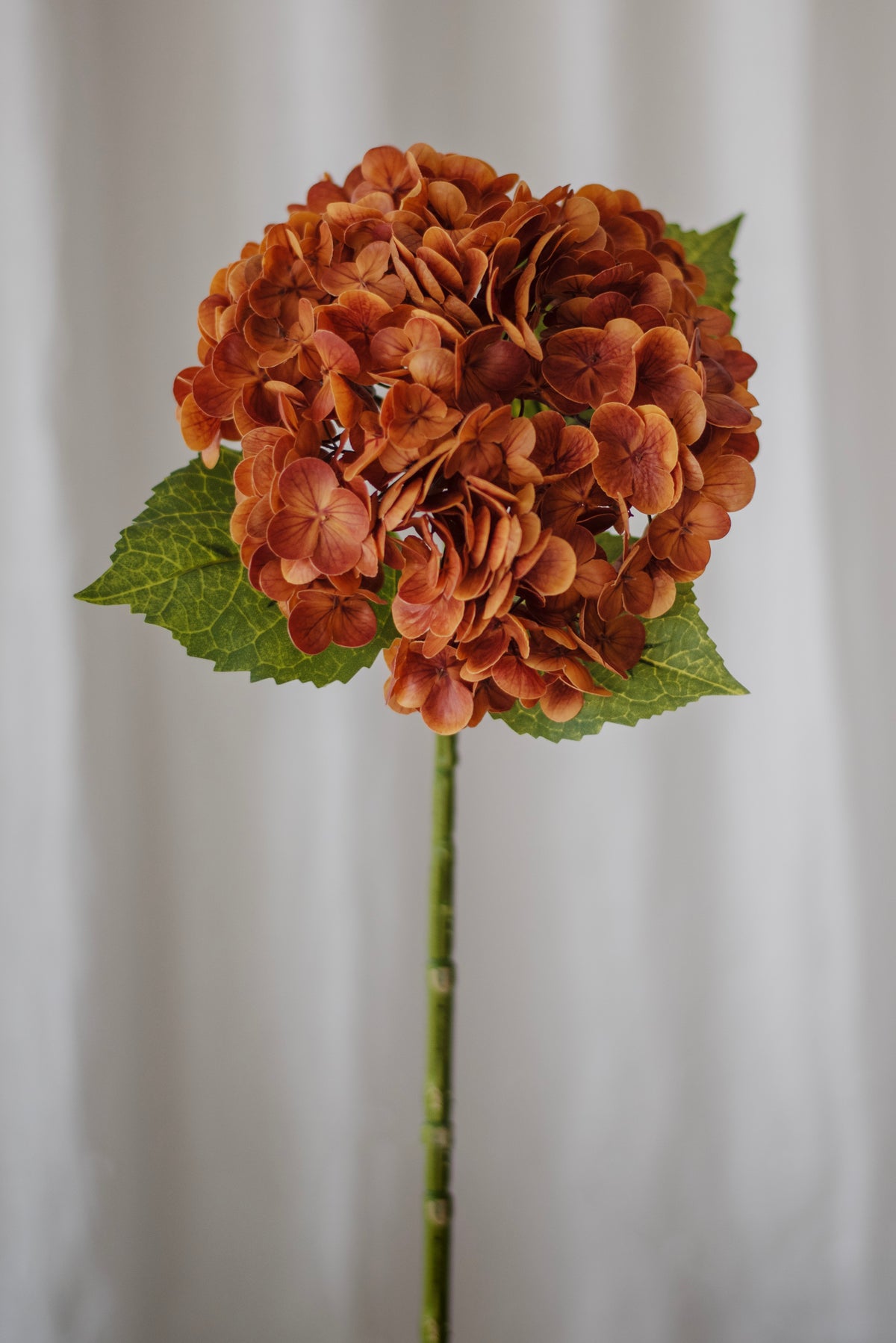Hortensia brun