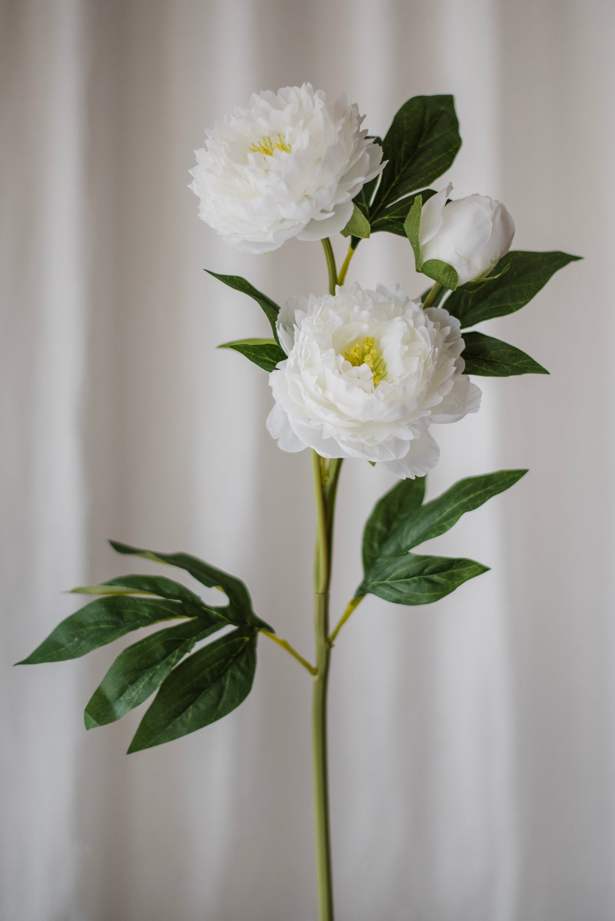 Pivoine blanche