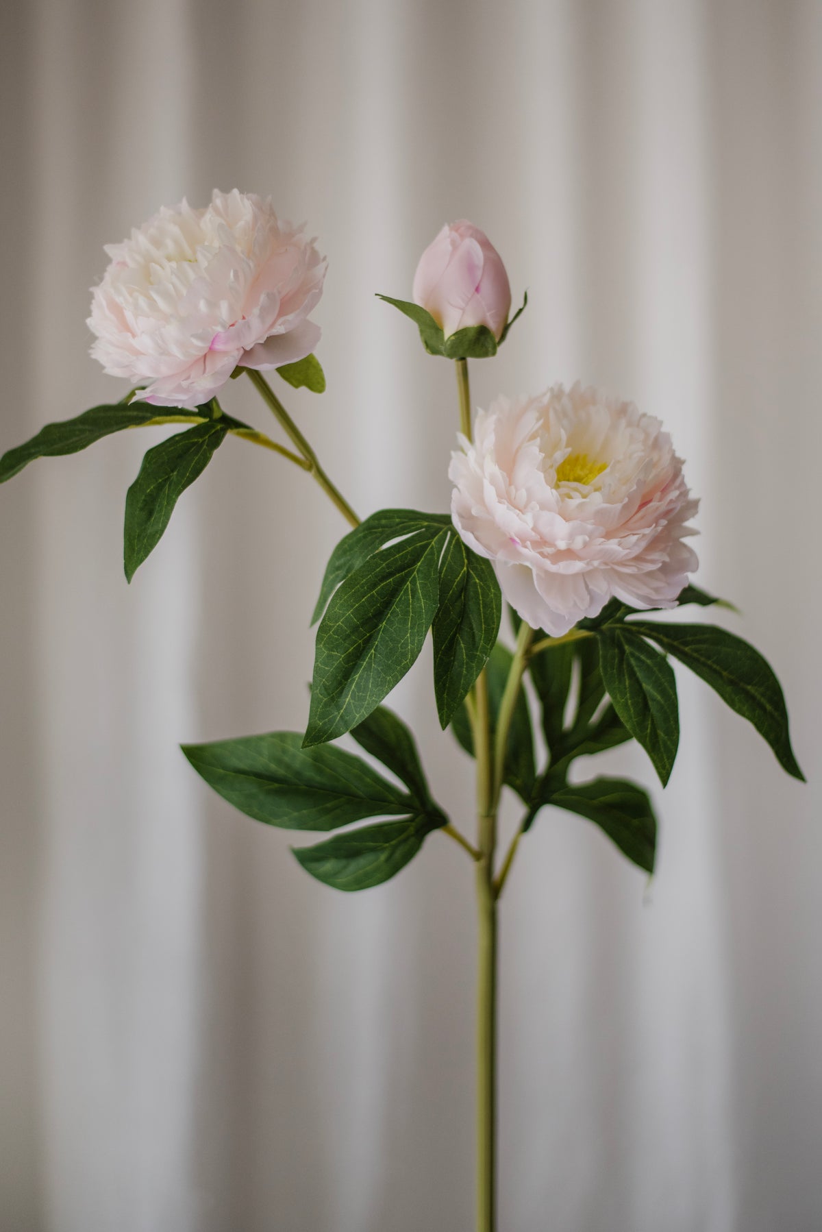 Pivoine rose clair