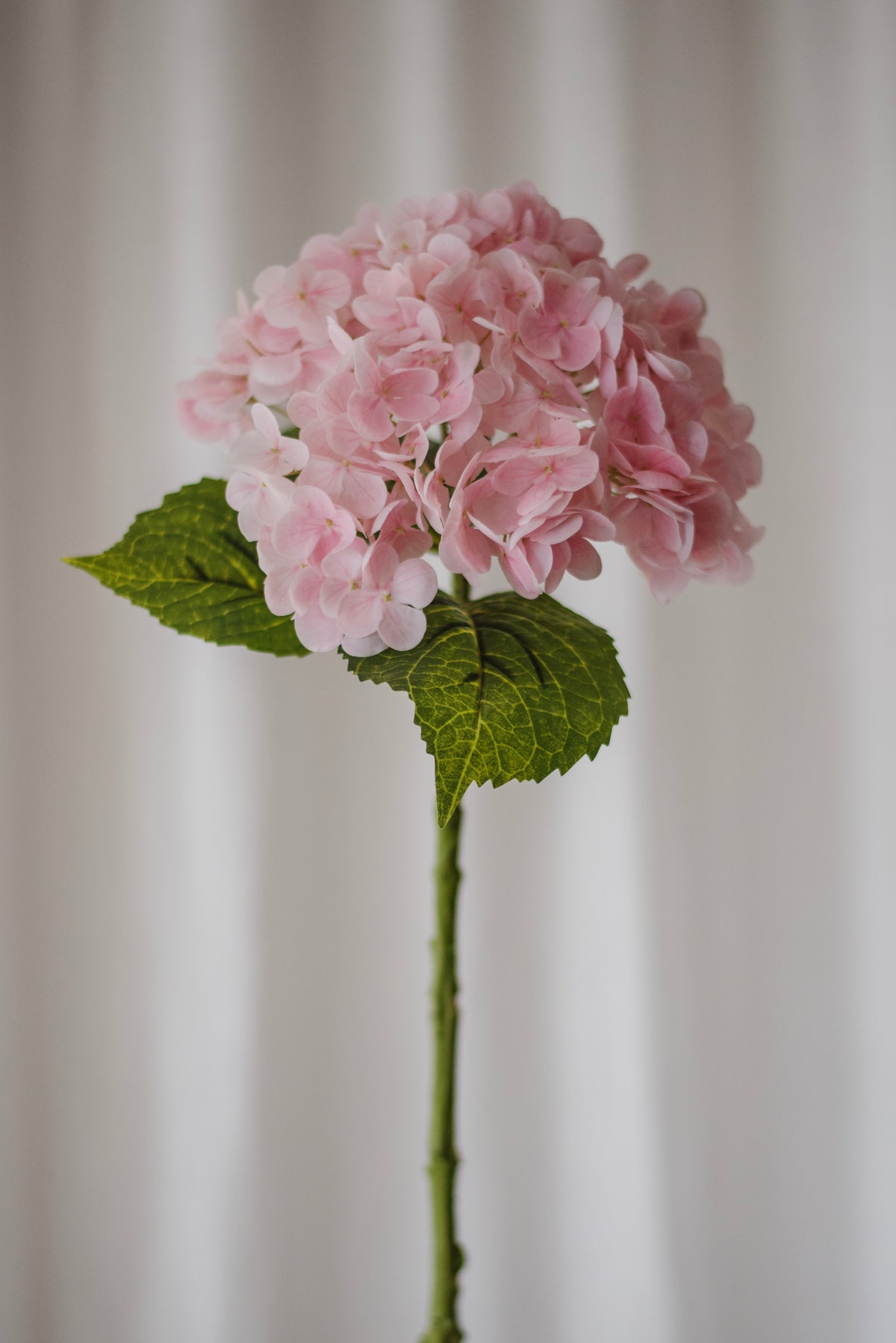 Hortensia rose clair