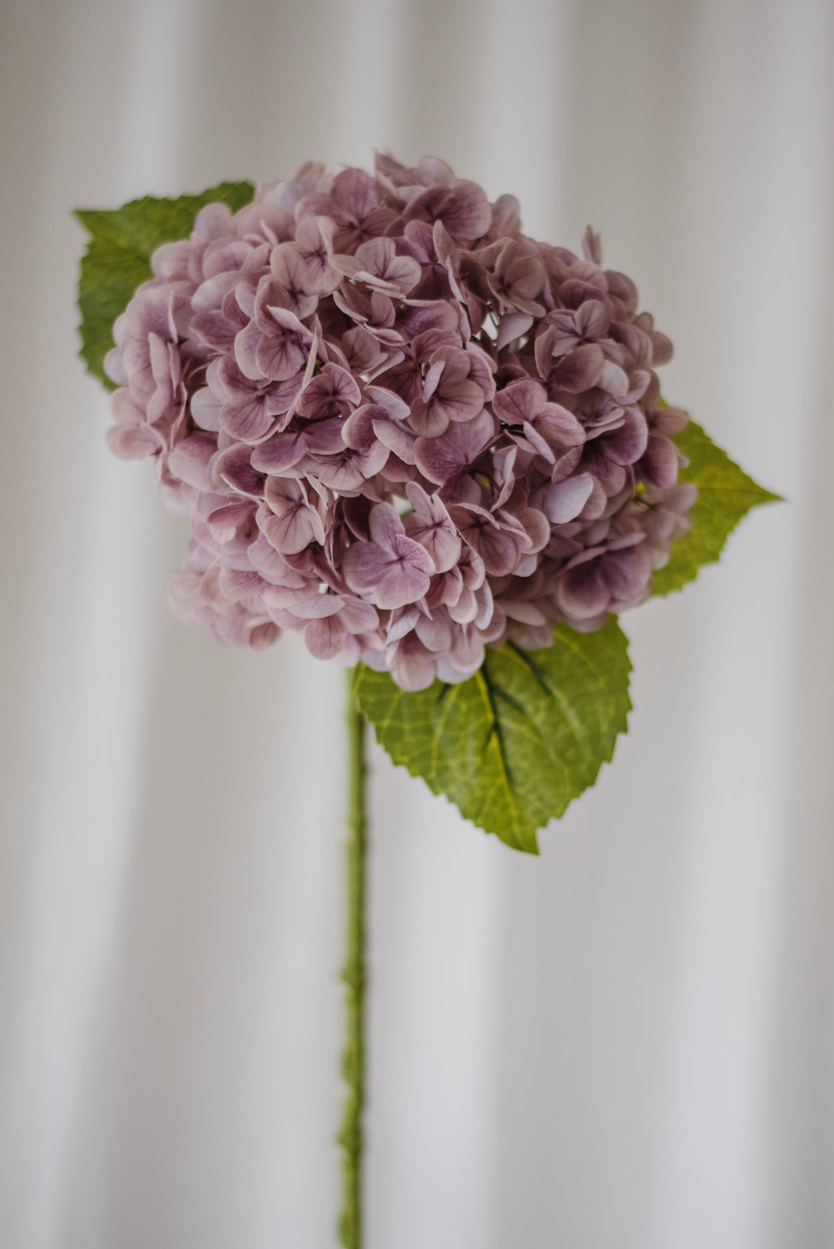 Hortensia violet clair