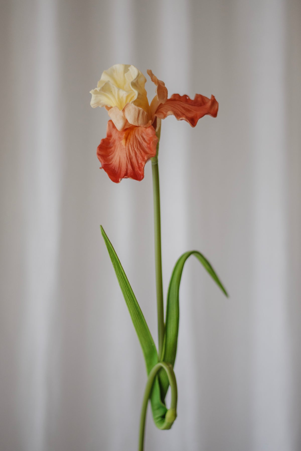 Iris orange clair