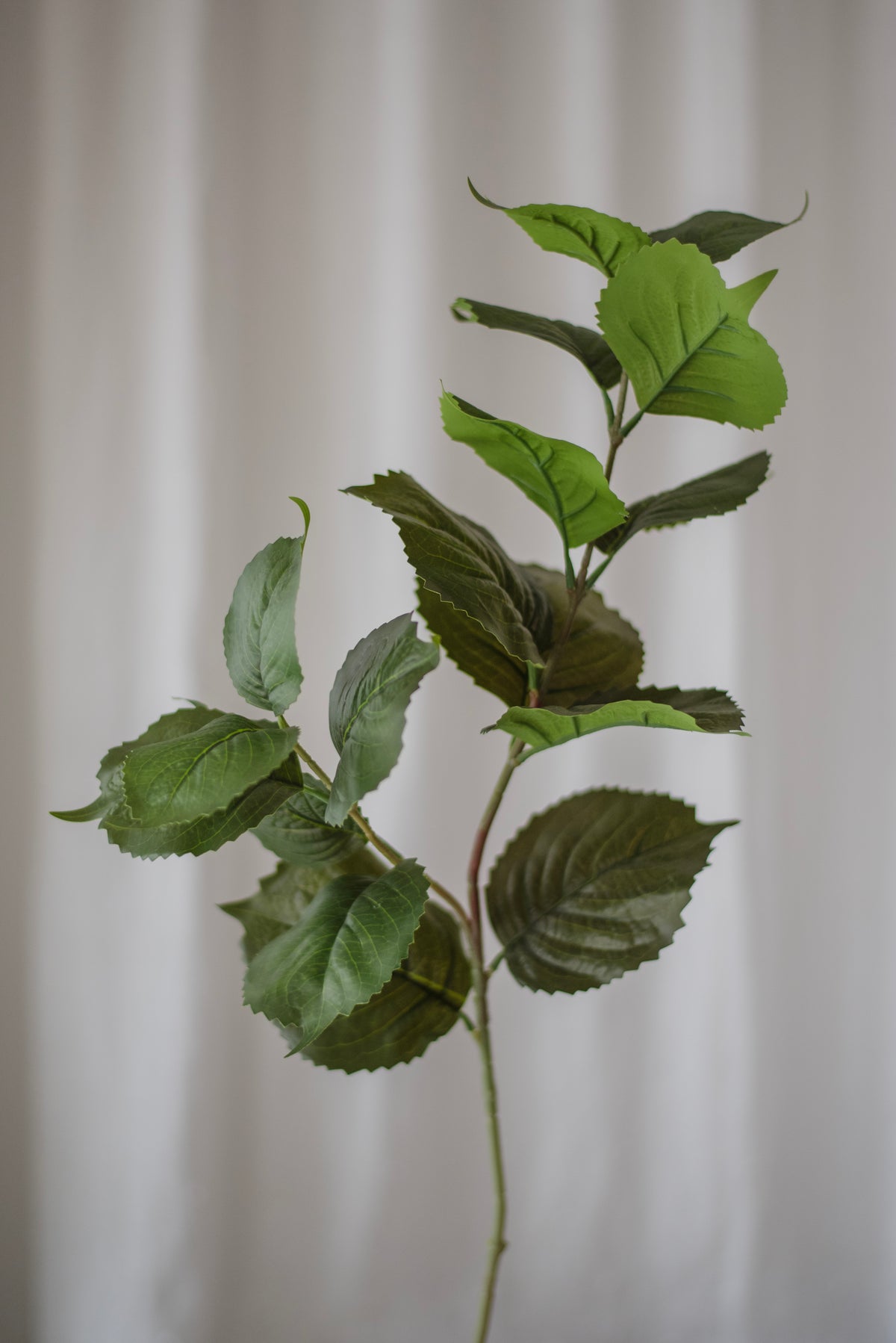 Feuillage d’hortensia