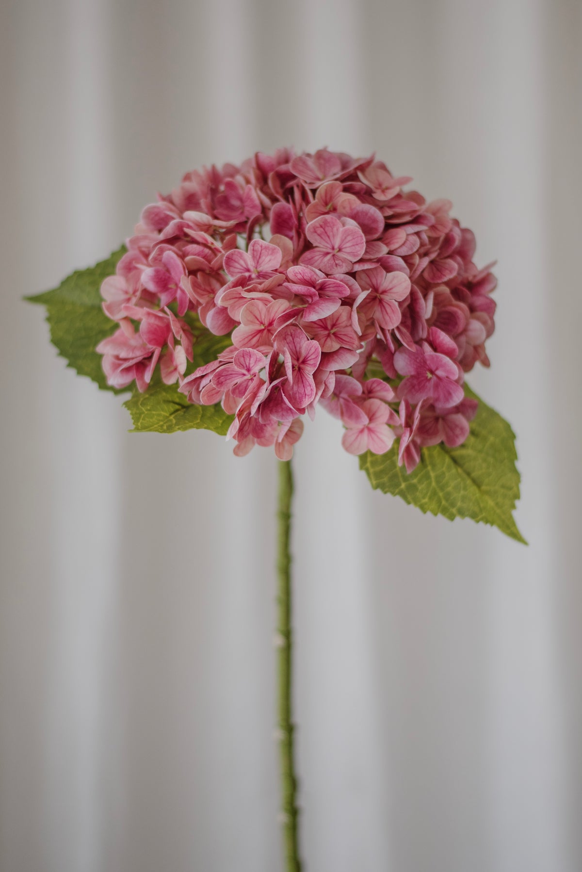Hortensia rose foncé