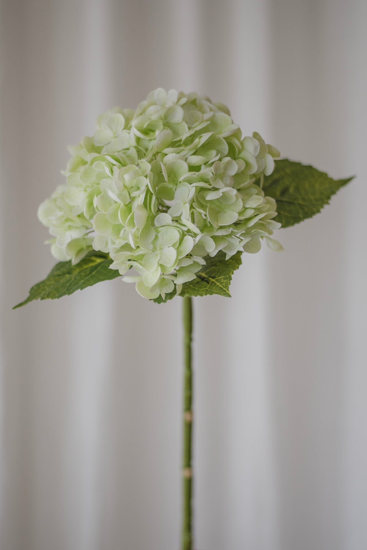 Hortensia vert clair