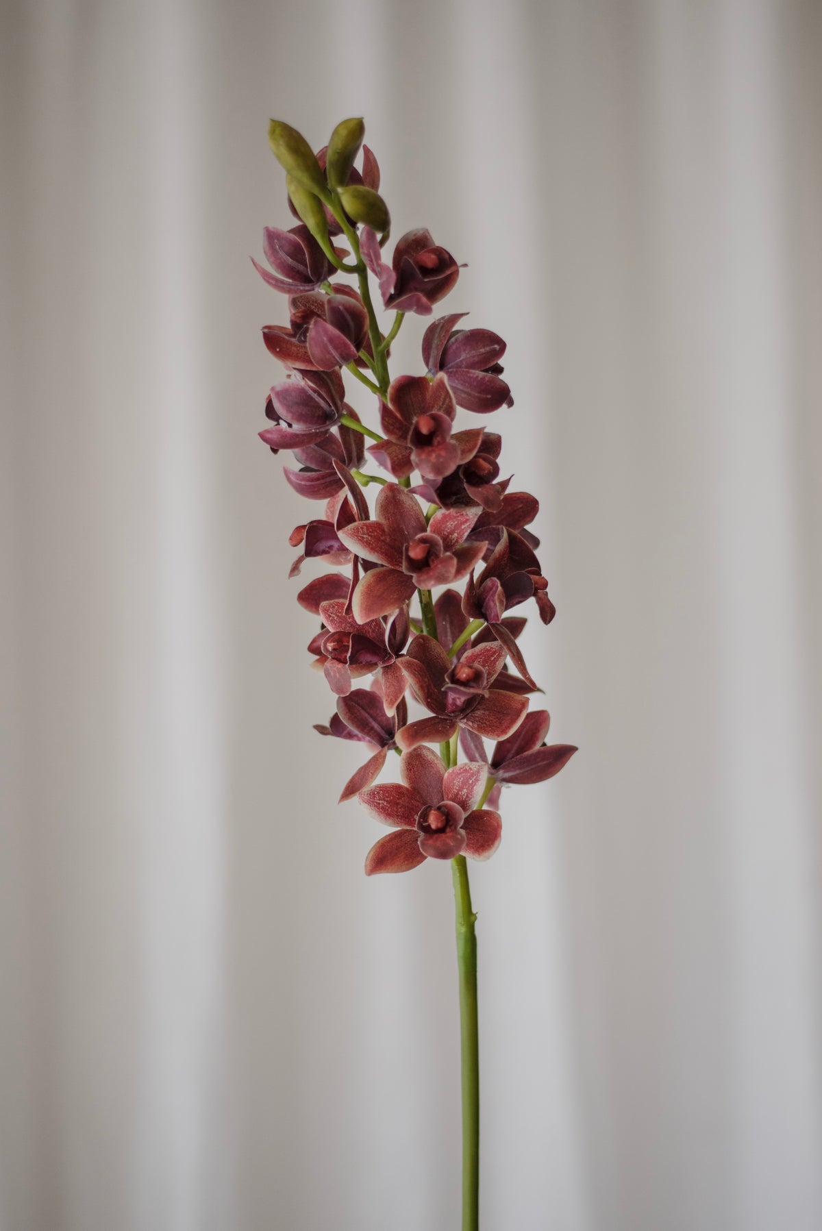 Orchidée bordeaux