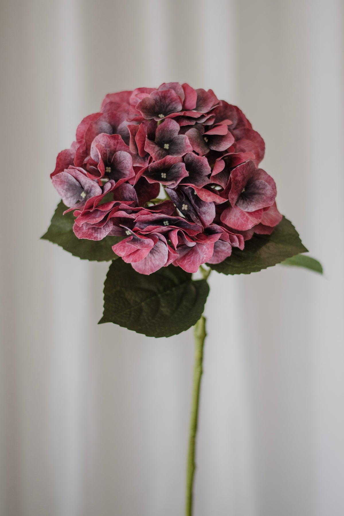 Grand hortensia bordeaux