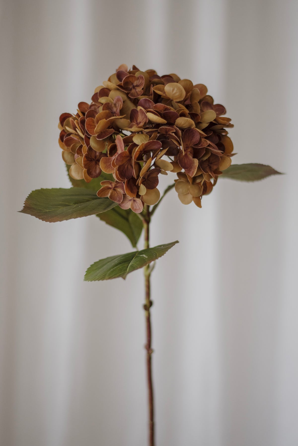 Hortensia brun délavé