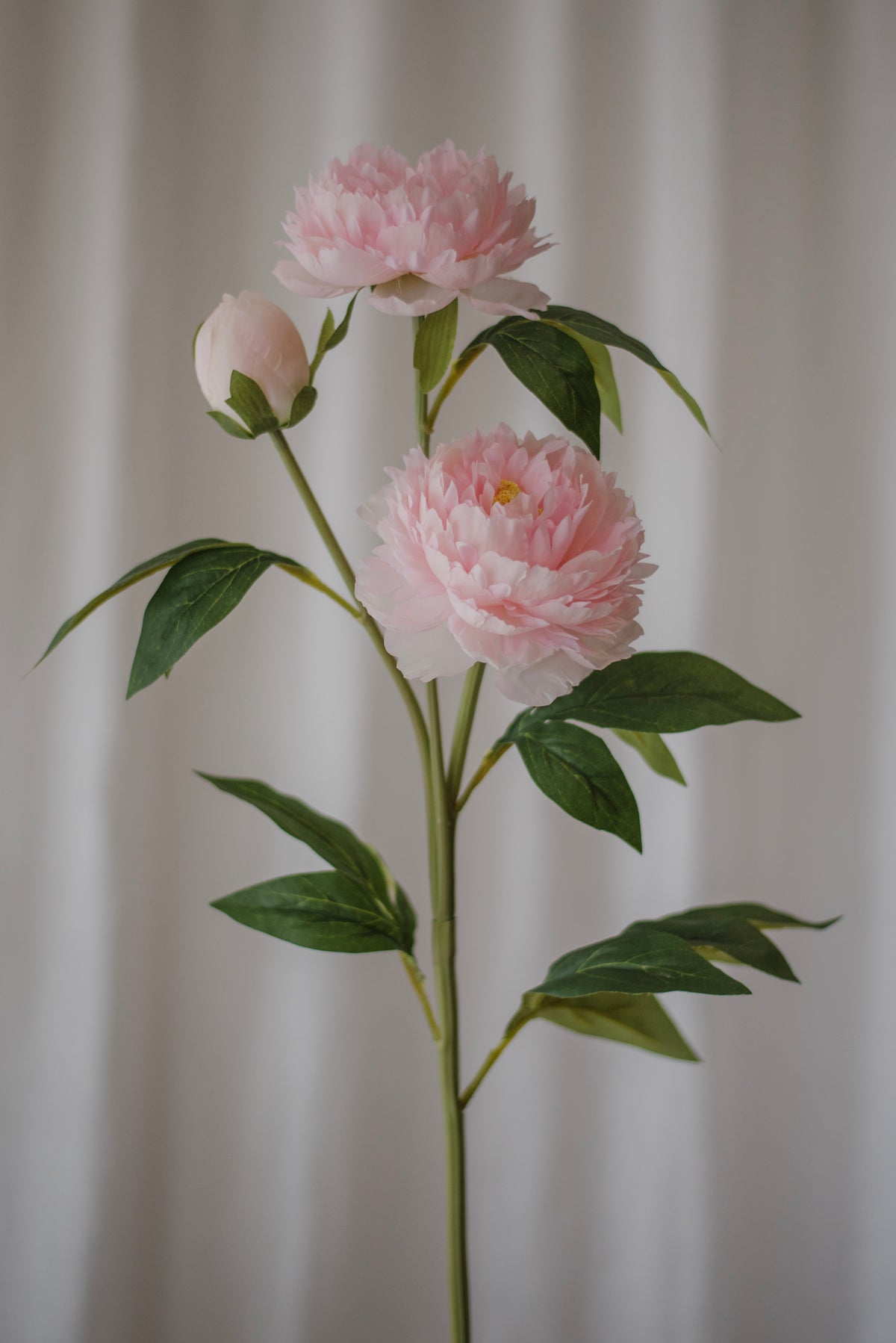 Pivoine rose
