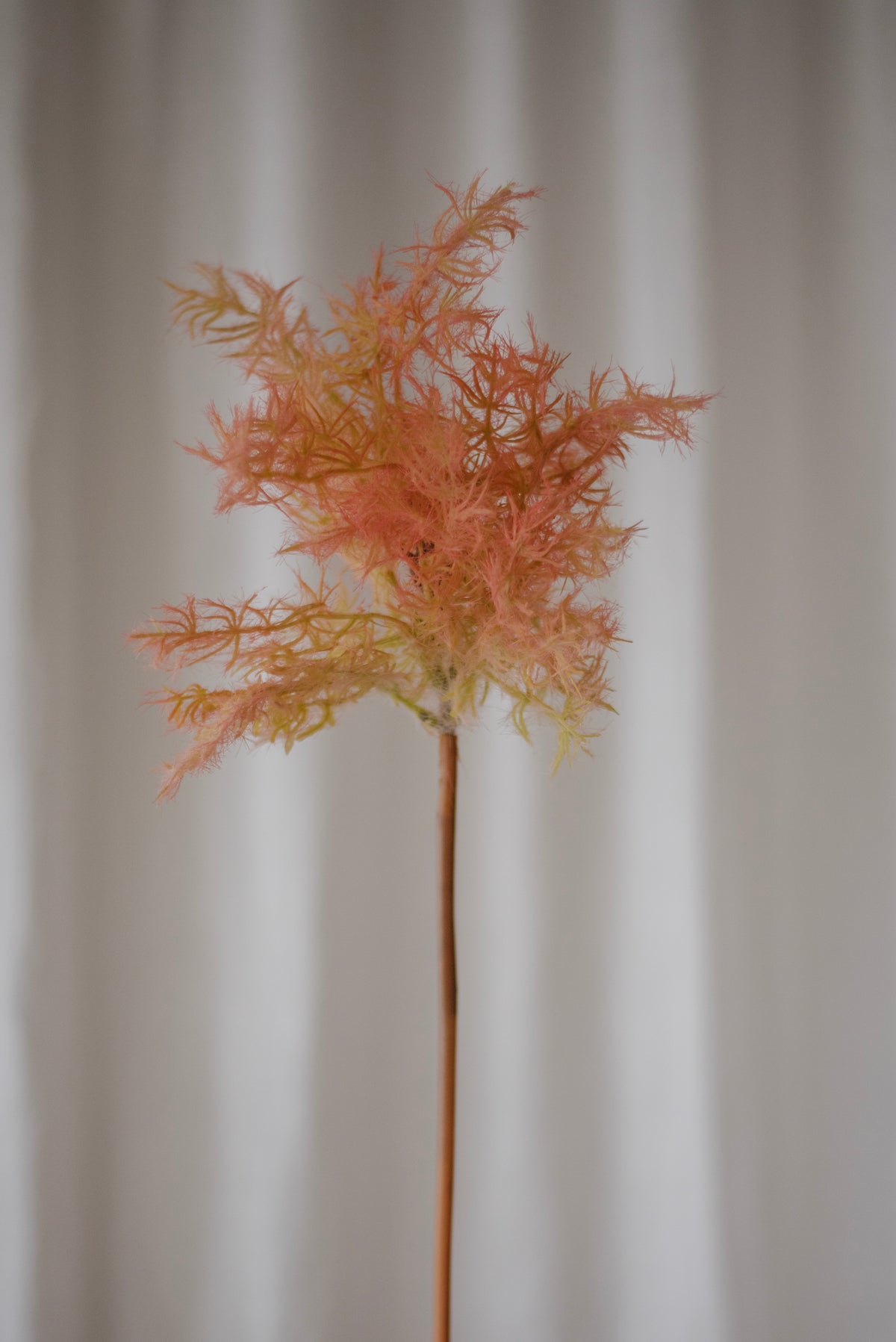 Cotinus rose