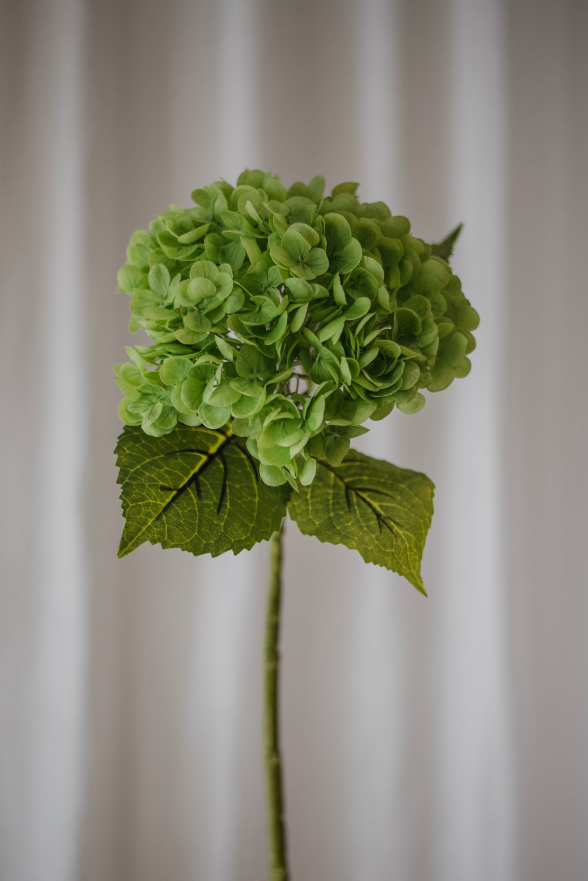 Hortensia vert