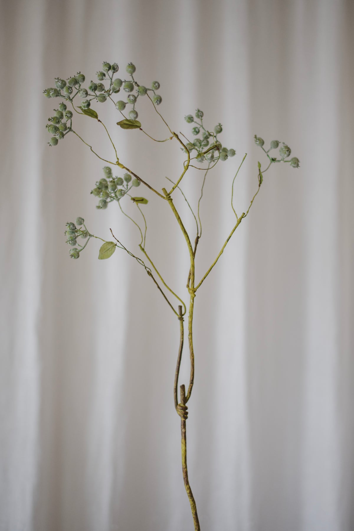 Grande branche de myrtille vert clair