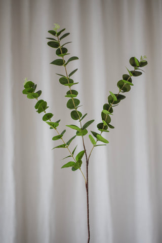 Eucalyptus vert