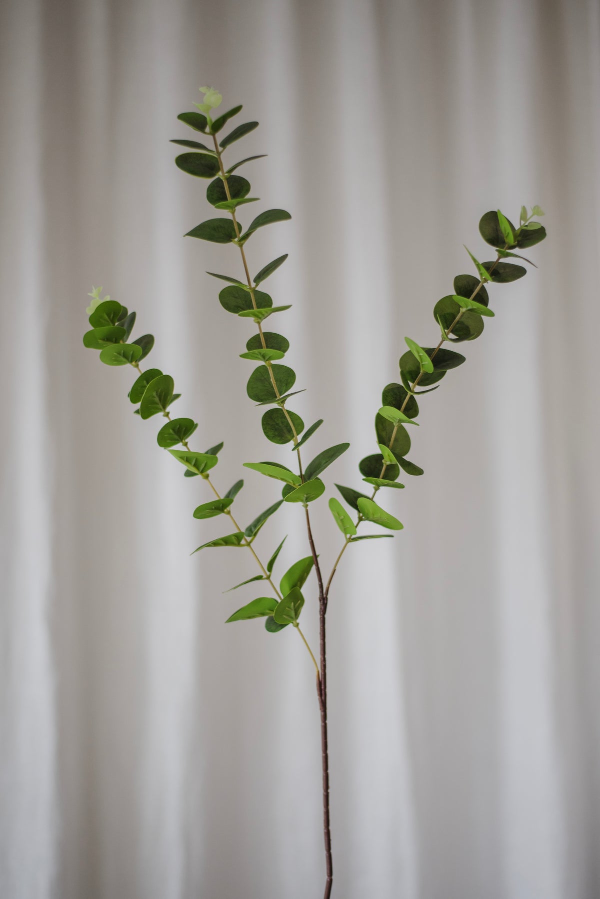 Eucalyptus vert