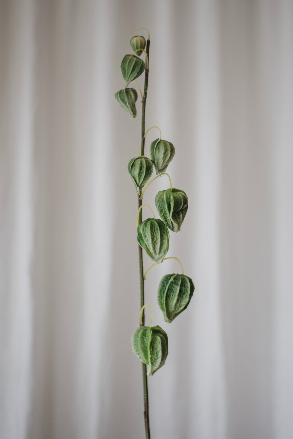 Physalis Peruviana vert