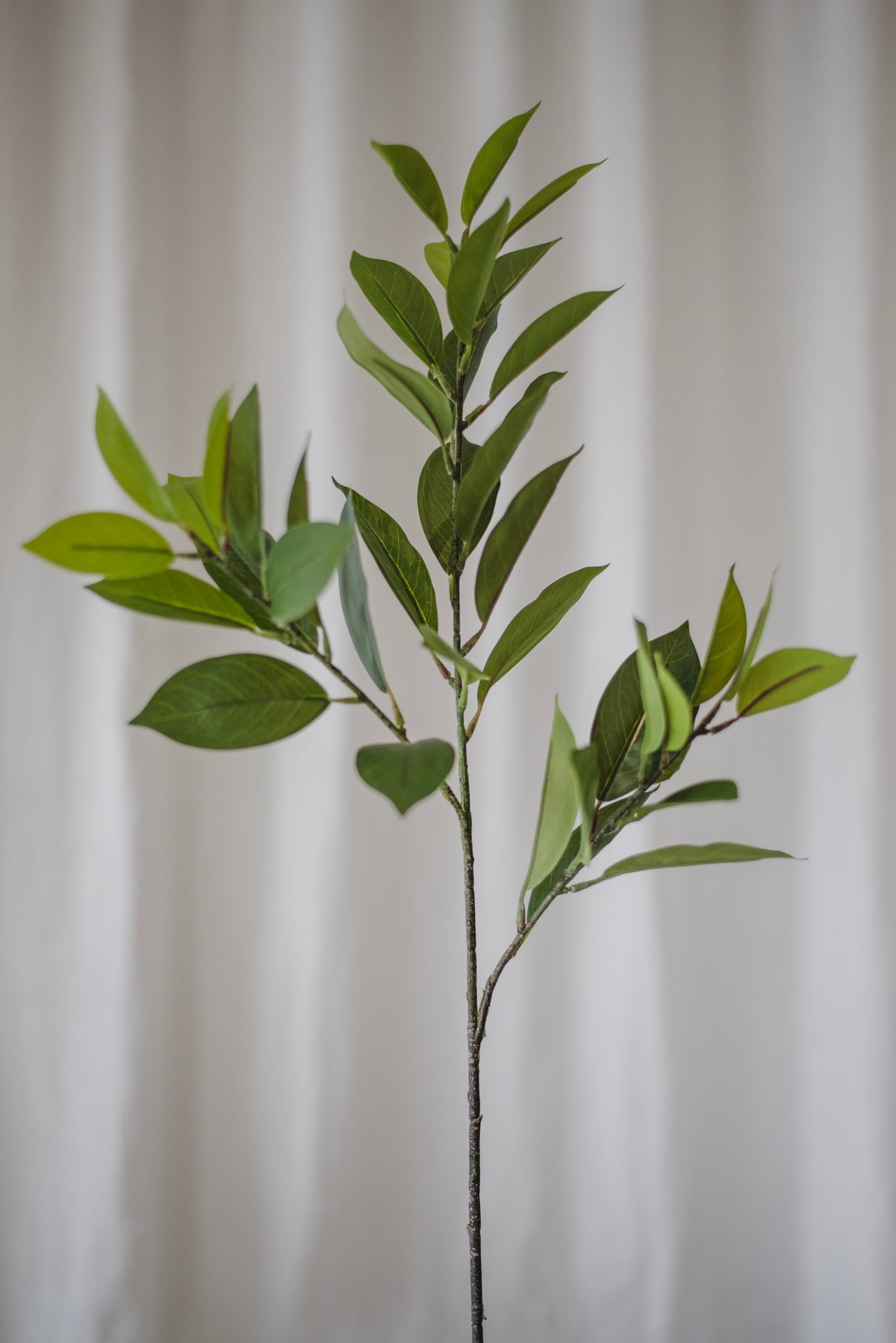 Ruscus vert