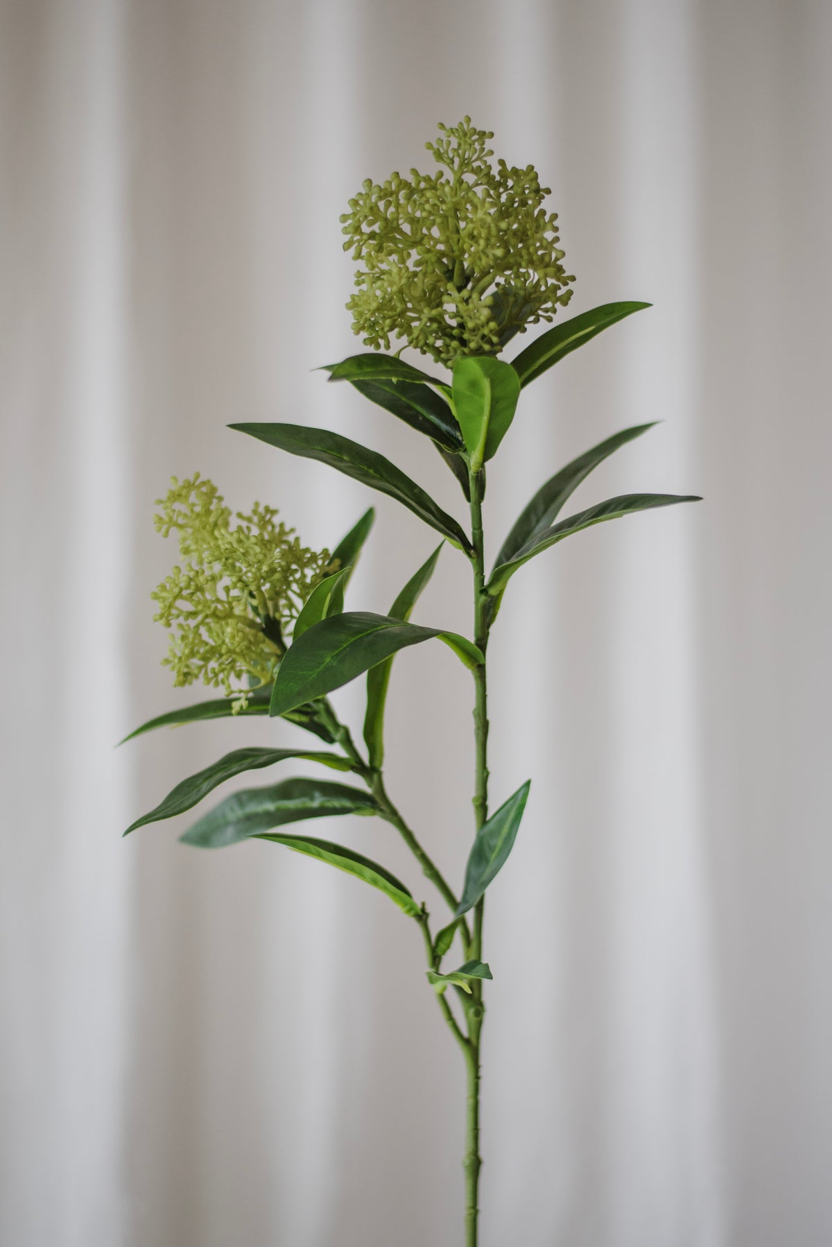 Branche de baies de skimmia verte