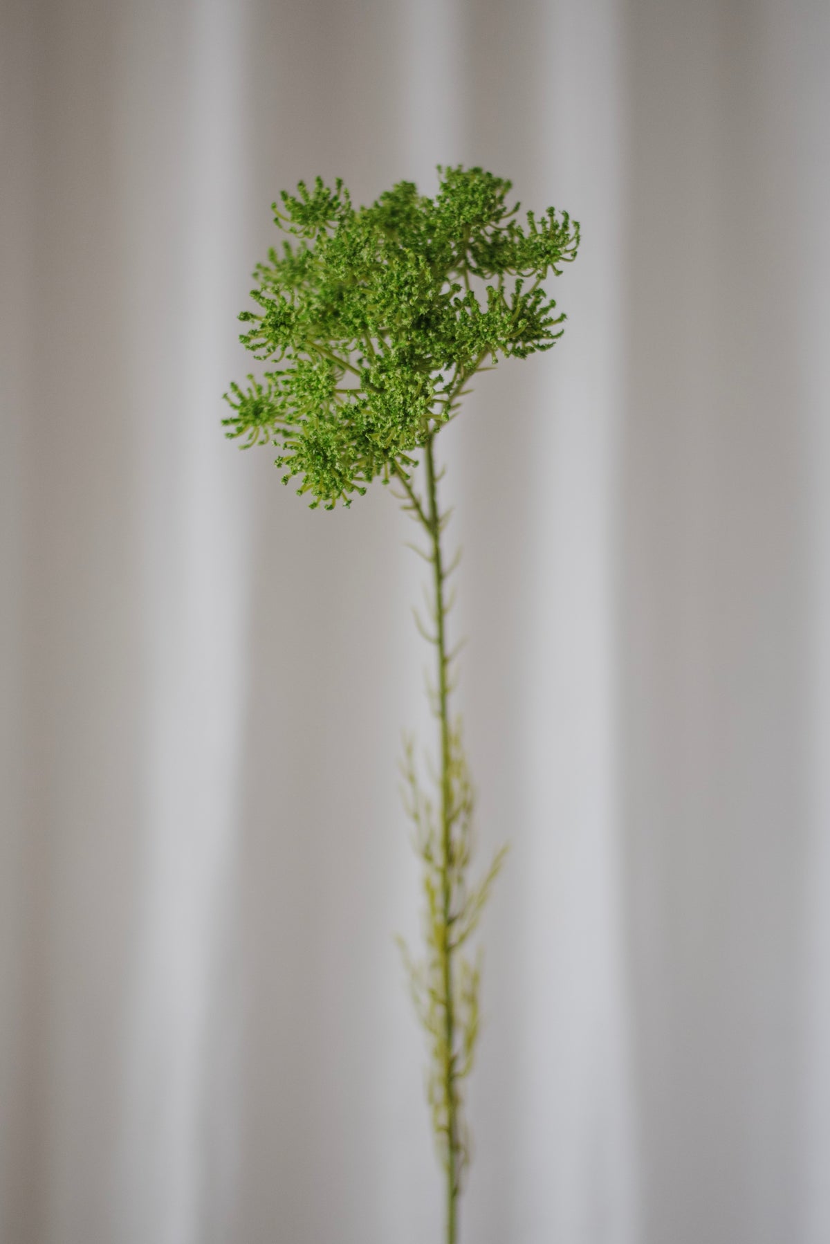 Fleur de carotte sauvage verte