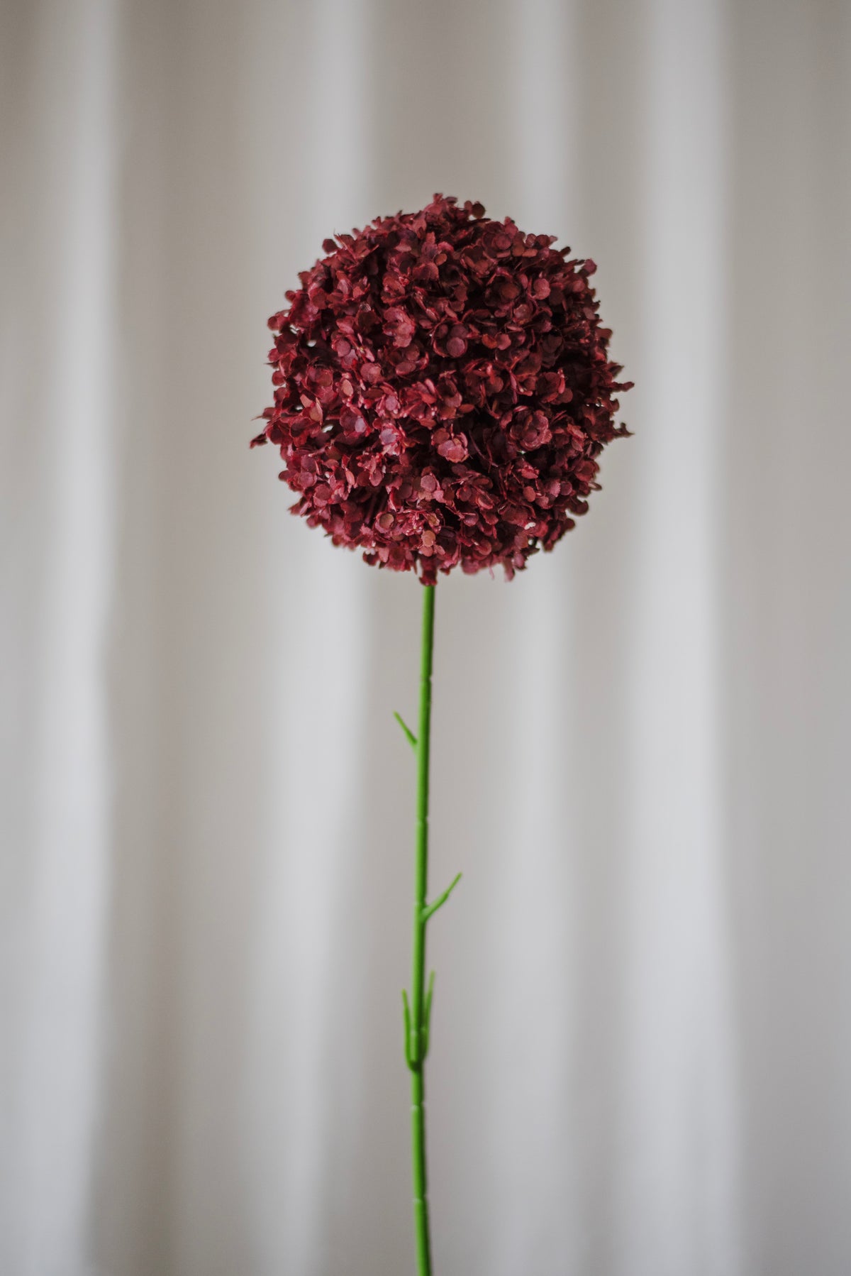 Allium giganteum rouge
