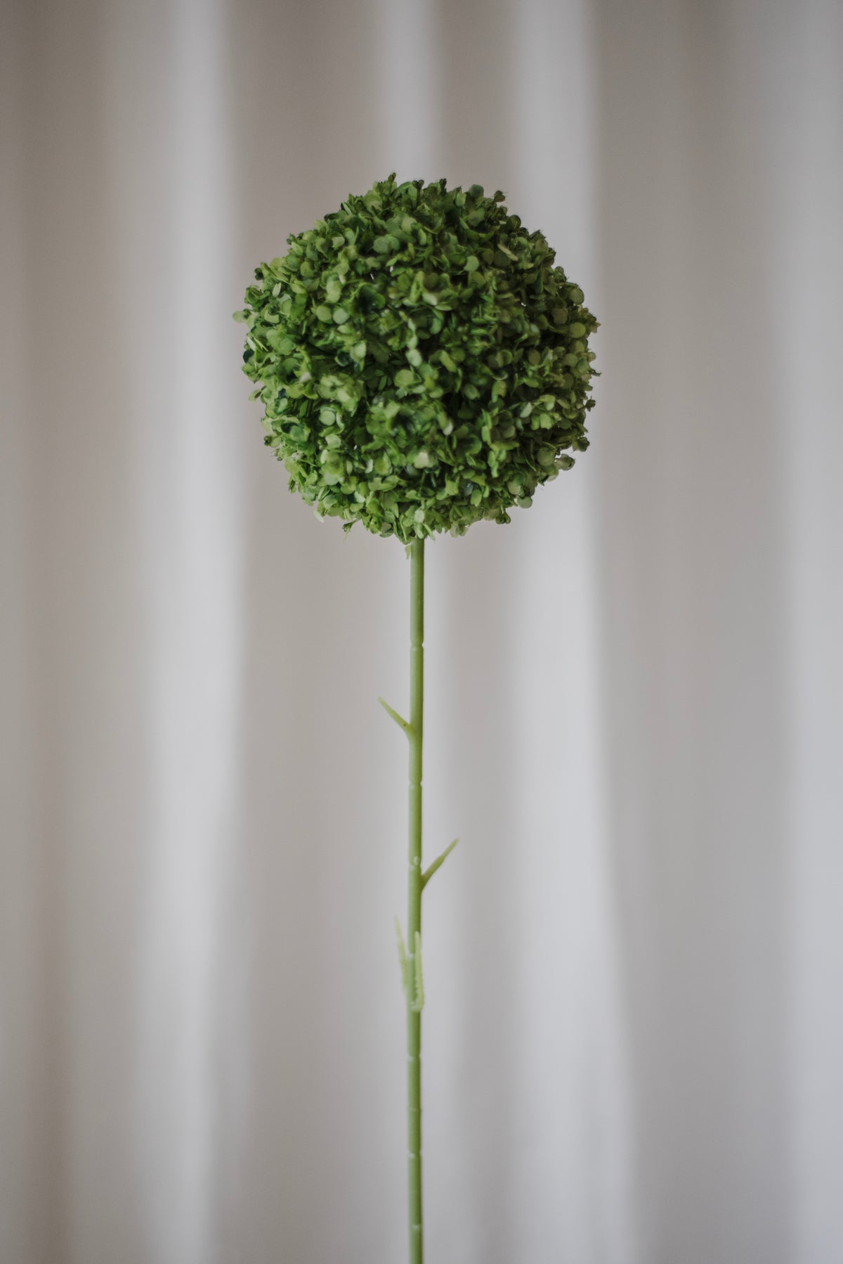 Allium giganteum vert
