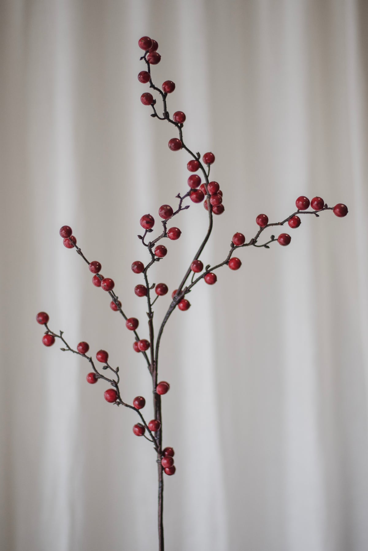 Branche de houx rouge foncé