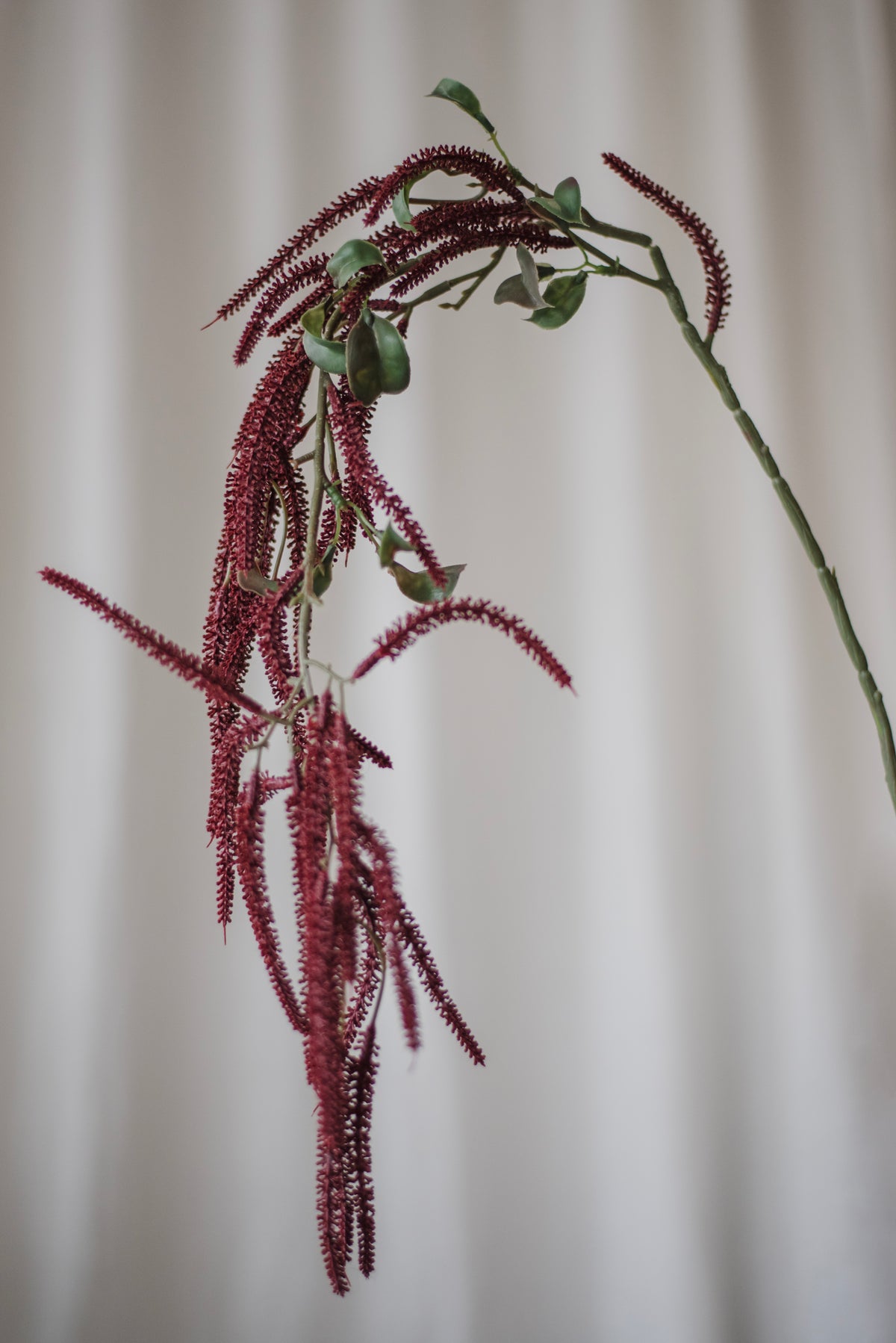 Fleur d’Amaranthus rouge foncé