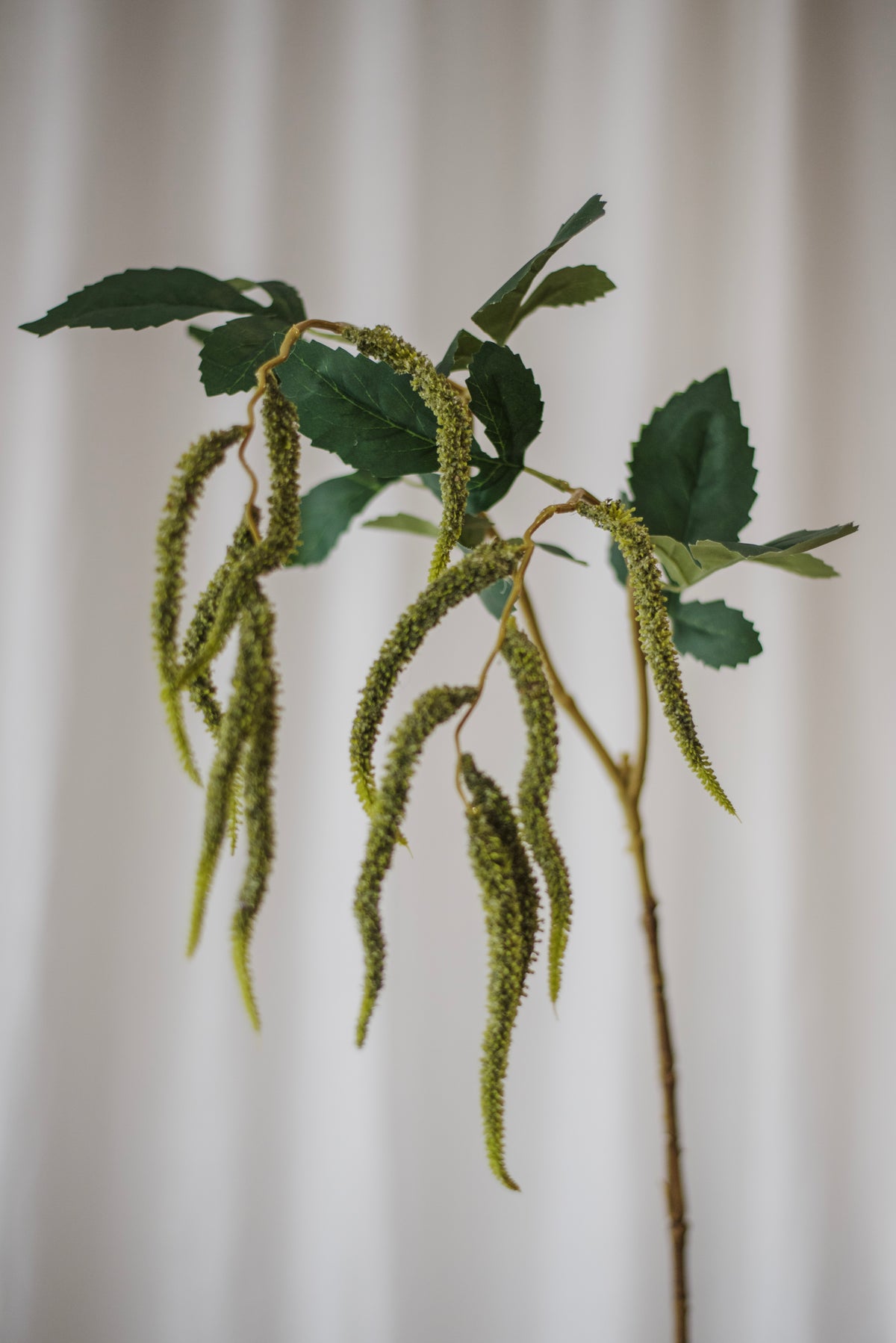 Fleur d’amarante verte