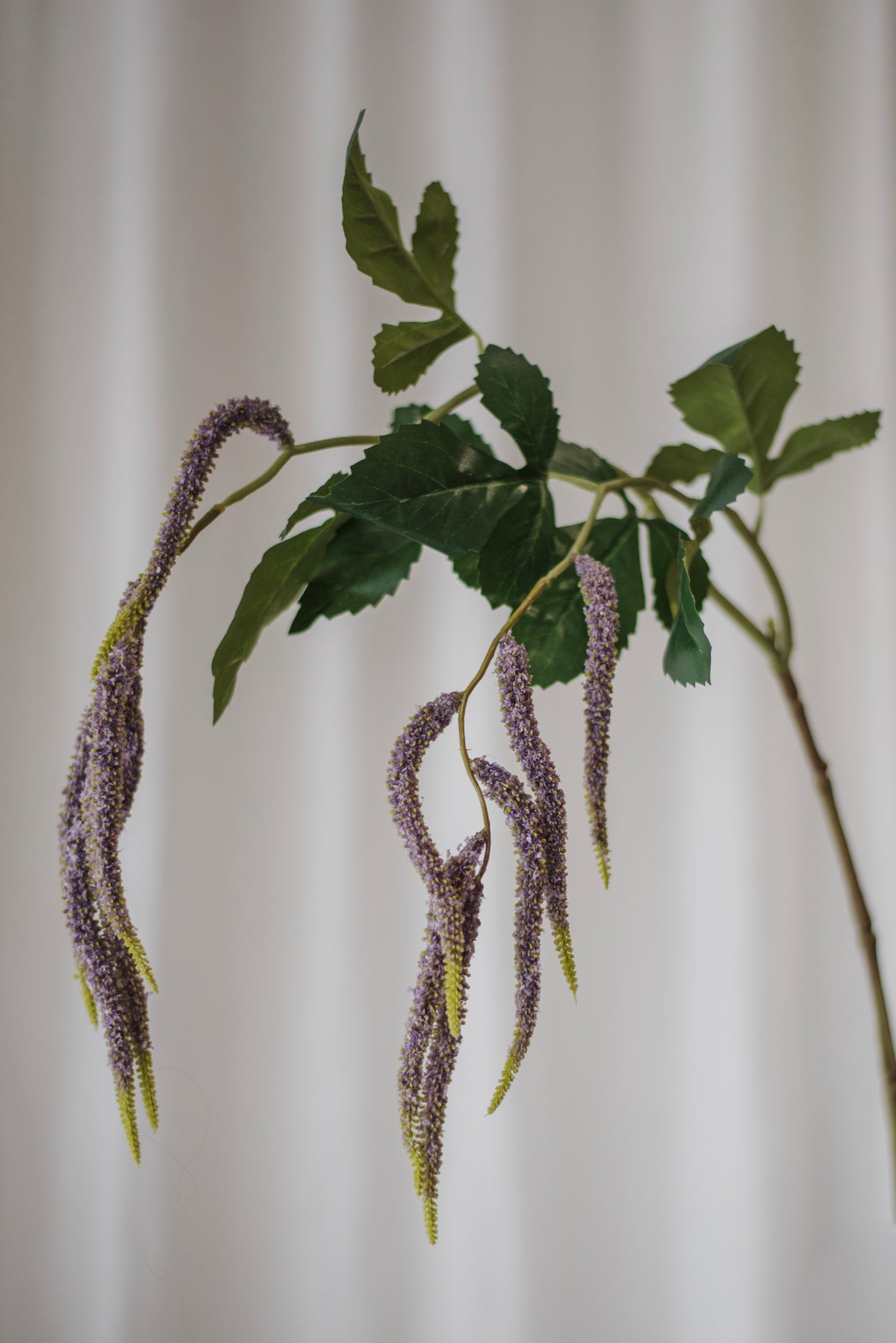 Fleur d’amarante violette