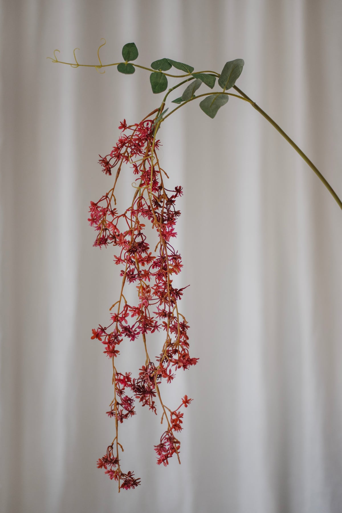 Lespedeza rouge