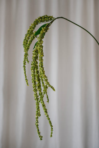 Fleur d’amarante verte