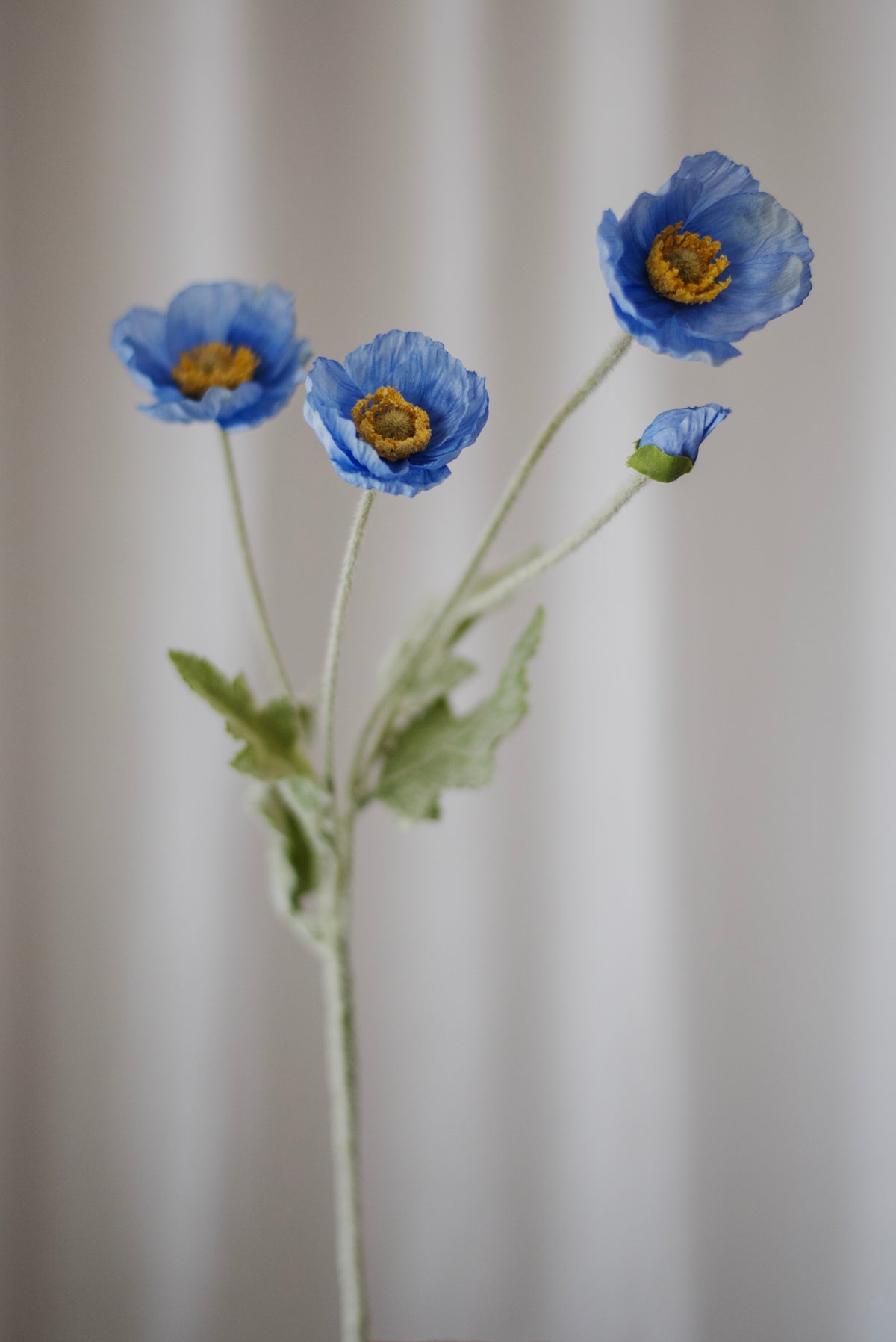 Fleurs de pavot bleu