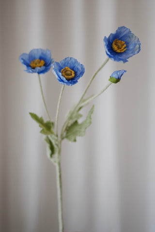 Fleurs de pavot bleu