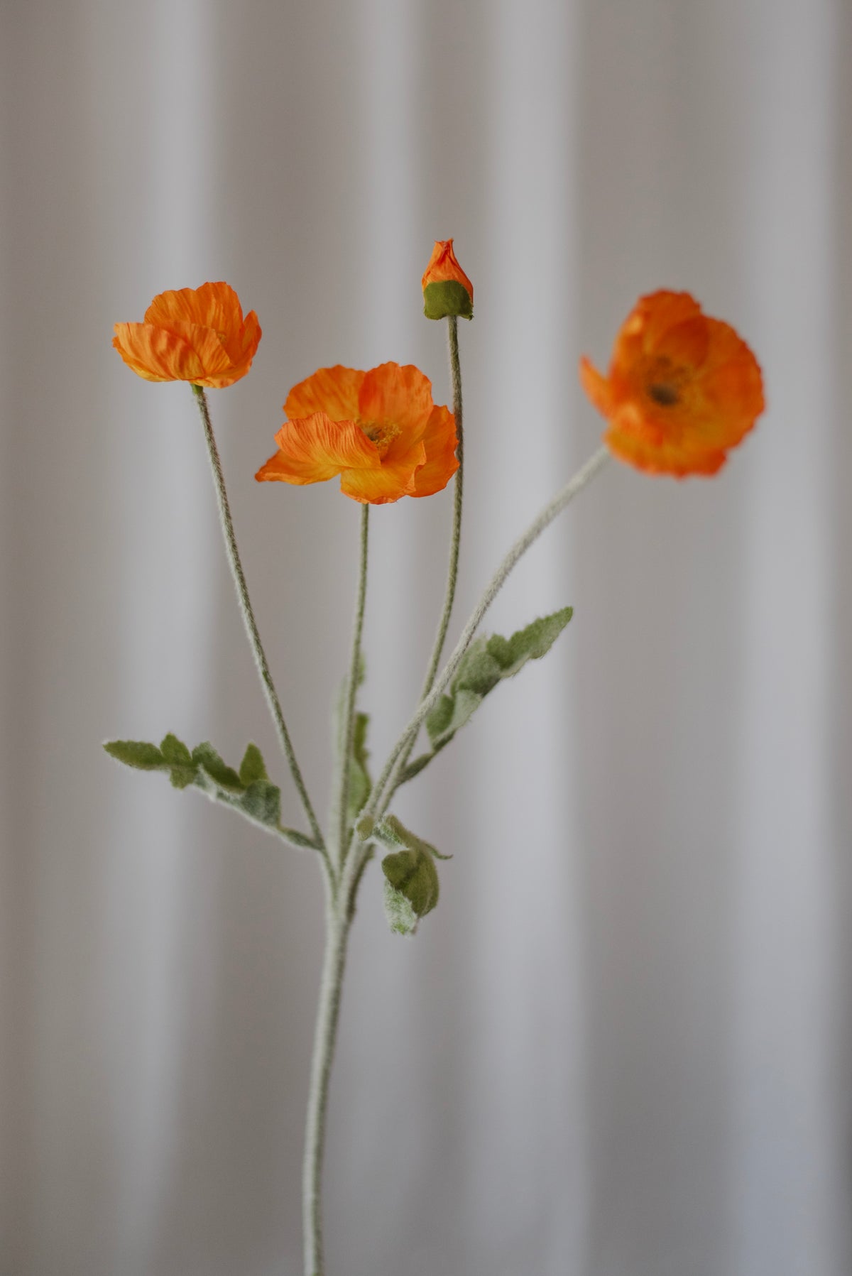 Fleurs de pavot orange