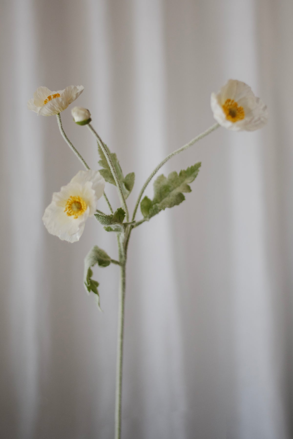 Fleurs de pavot blanc