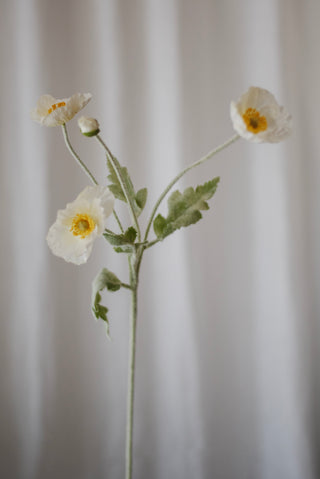 Fleurs de pavot blanc