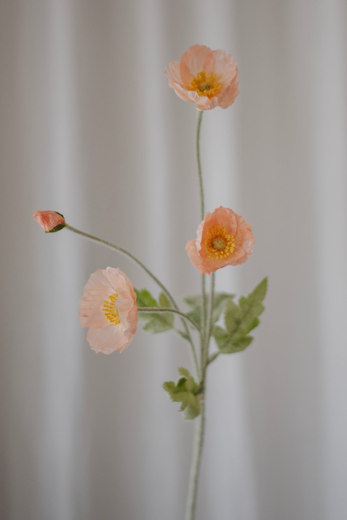 Fleurs de pavot corail