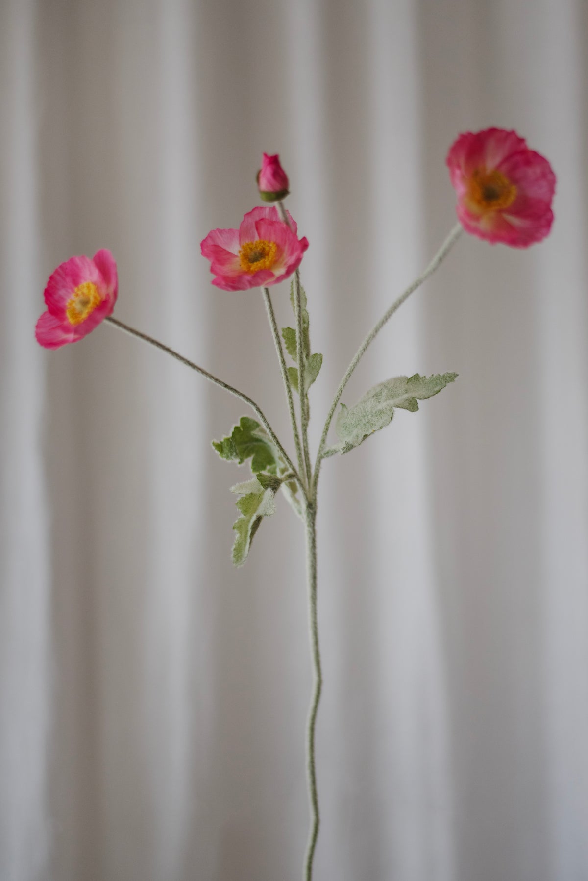 Fleurs de pavot rose