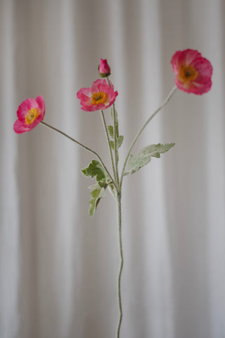 Fleurs de pavot rose