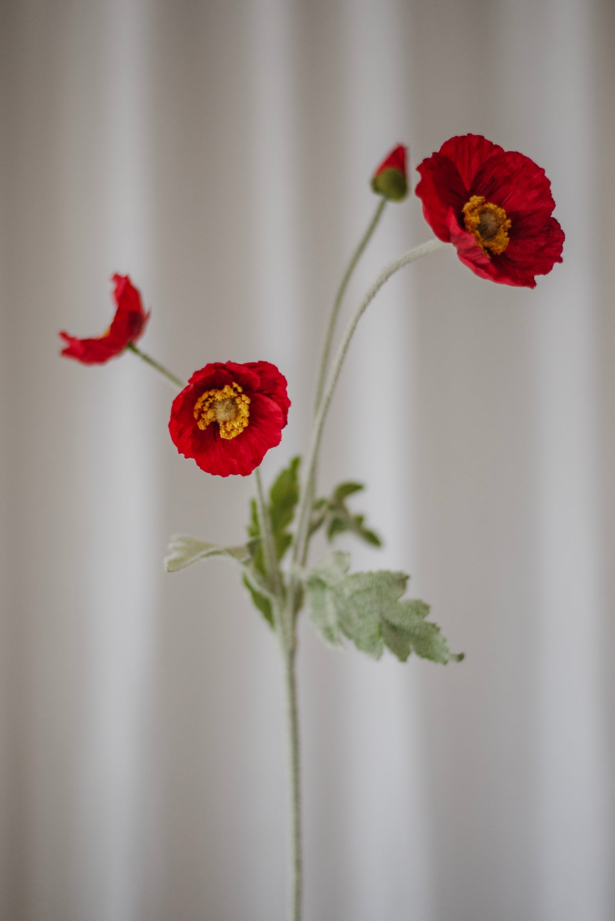 Fleurs de pavot rouge