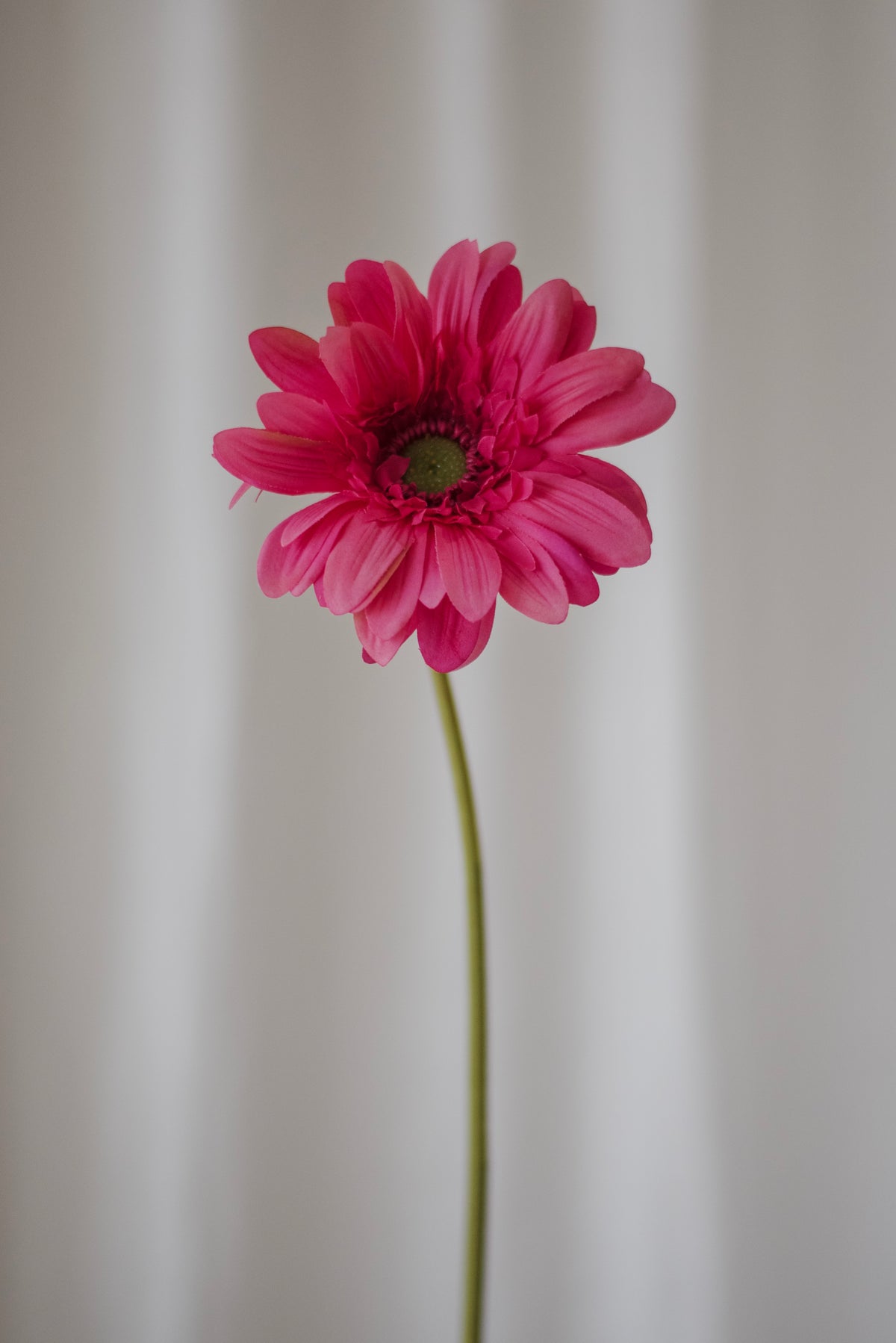Gerbera rose